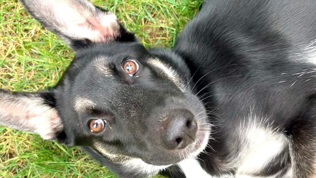 Enlarge Denali, a Adoptable mixed breed in Vancouver , WA video 5/6