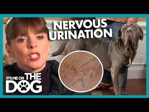 How To Stop Nervous Dogs From Peeing Indoors | It's Me Or The Dog