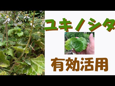 園芸 ユキノシタ