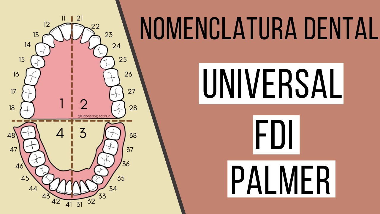 Nomenclatura dental FDI | Universal | Palmer | Odontología Con Cri
