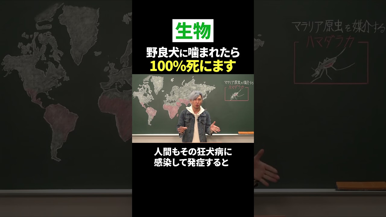 海外の #野良犬  には触らない方がいいです。 #shorts  #ただよび #犬  #生物