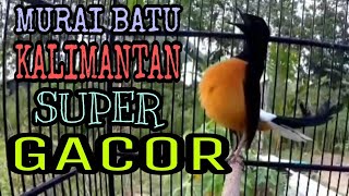 Download lagu Asli Pancing EMOSI || Murai batu Kalimantan GACOR Cocok buat pancingan mp3
