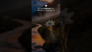 Mensagem do dia: Se você observar com atenção os detalhes...