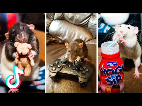 Lustige Ratten-Zusammenstellung | Abgerichtete spielende Ratten | Nette Ratten | Ratten stehlen 🧀🐭