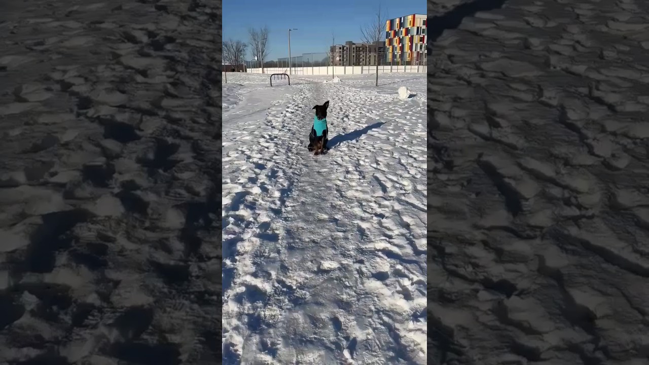 Enlarge Leia, a ADOPTABLE mixed breed in Almonte, ON video 6/6