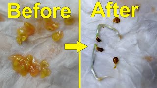 How to germinate tomato seed on tissue paper - how to grow tomato from seeds