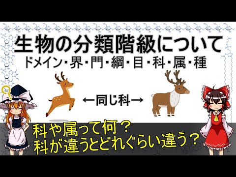 分類について詳しく解説