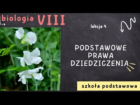 Biologia 8 [Lekcja 4 - Podstawowe prawa dziedziczenia]