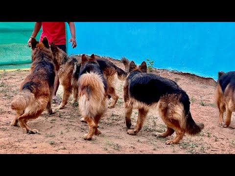 Shaam ka time Masti ka Time with All my German shepherd’s At my Farm|🇮🇳|Stud Service available||