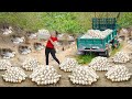 Full Video 369 Day Use Truck To Harvest A Lot Of Ducks Eggs Lemon Big Fish Go To Sell Villager