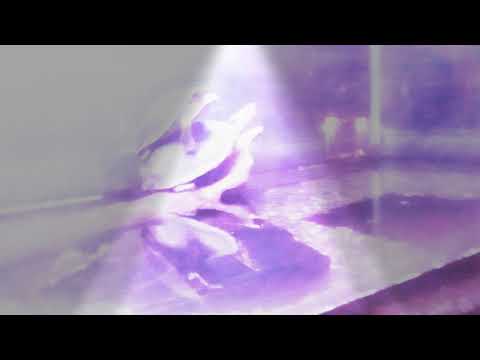 Renditions of Scallop Tortoise in Tagaytay Mini Zoori #HappyNewYear