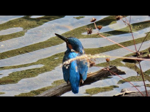 カワセミMOVIE 211022AMPM