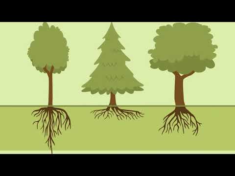 Wurzel – Bau und Funktion einfach erklärt | sofatutor