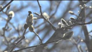 Madison ranks 12th nationwide for bad allergies