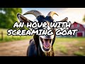 Screaming Goat 1 Hour
