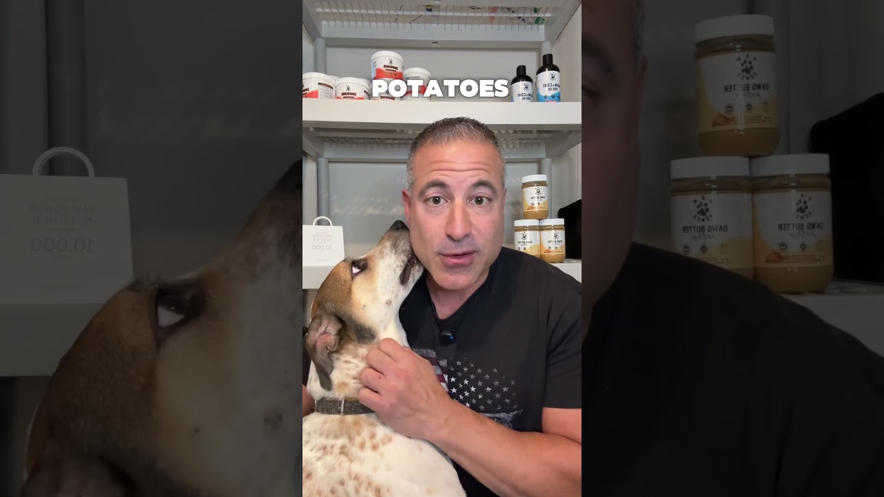 Can dogs eat sweet potatoes? #dog #thanksgiving #dogfood #dognutrition #doghealth