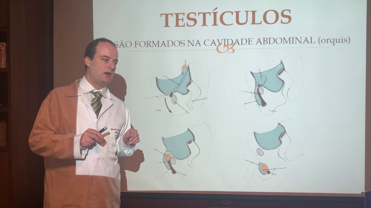 Sistema Genital Masculino - Primeira Parte