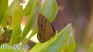 Euselasia species (Riodinidae - Euselasiinae) Metalmarks butterflies