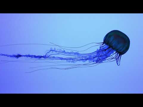 Loscil - Triple Point (Full Album)