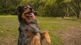 MAKING DOGS HAPPY PART 2