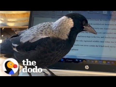 Wild Magpie Flies Into This Woman's House Every Day For A Visit | The Dodo
