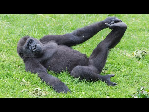 Les vidéos d'animaux les plus drôles de 2023 qui changeront votre humeur pour de bon
