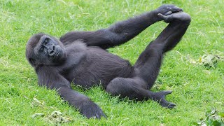 Les vidéos d'animaux les plus drôles de 2023 qui changeront votre humeur pour de bon