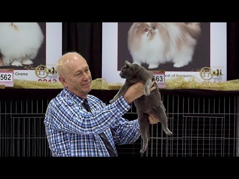 CFA International Cat Show 2017 - Best Veteran Cat