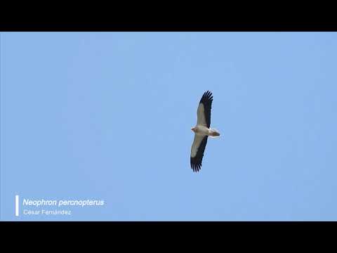 Vídeo de Neophron percnopterus. <em>© César Fernández González