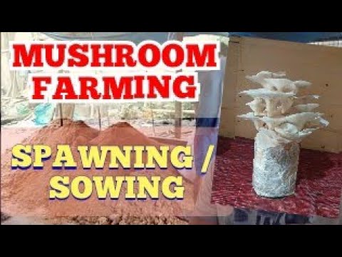 MUSHROOM FARMING: Spawning - STEP 04