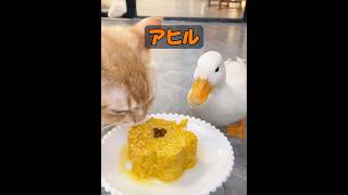 動物も互いに対していじめをするのでしょうか？ #癒し #動物プロダクション #自然 #動物 #animals