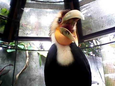 download lagu mp3 mp4 Download Masteran Burung Rangkong, download lagu Download Masteran Burung Rangkong gratis, unduh video klip Download Masteran Burung Rangkong