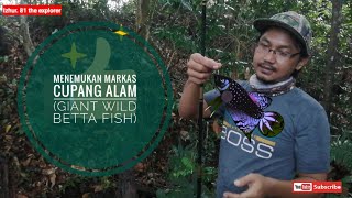 Download lagu Hunting Betta Fish in the Wild | Giant Wild Betta Fish | Natural Betta Fish | Betta Imbelis | mp3