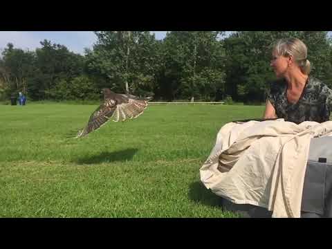 A young red-tailed hawk returns to the wild!