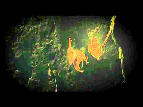 Sveti Georgije ubiva aždahu