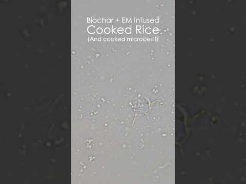 Microbial Power: Water Kefir, EM-1, Biochar Soil Test