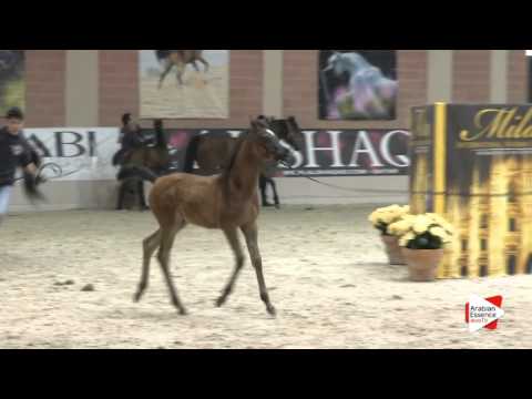 N.100 ANASTASYAAH - Milan 2016 - Futurity Fillies (Class 13)