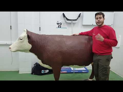 , title : 'TuBeBOVIS: La cetosis de la vaca - Proyecto Veterinaria Vlog 2018'