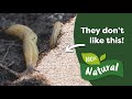 How to Control Slugs and Snails Naturally