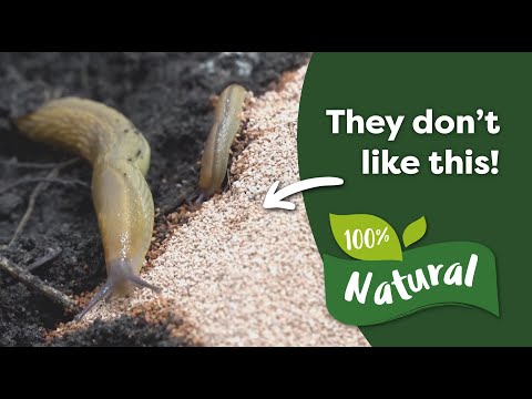 YouTube video about: How to keep slugs away from dog food?