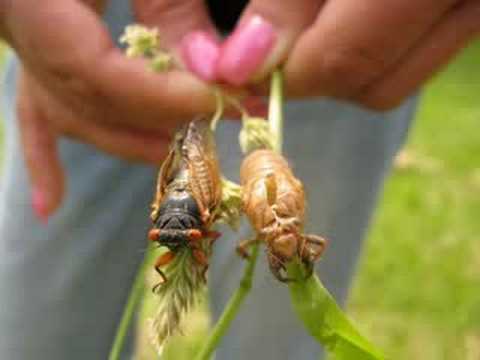 cicada pictures from 2007