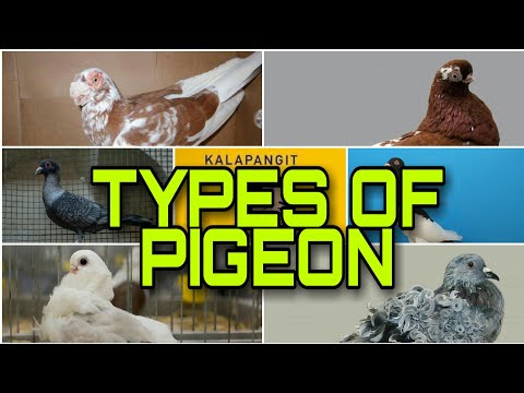 , title : 'TYPES OF PIGEON / TOP LIST PIGEONS'