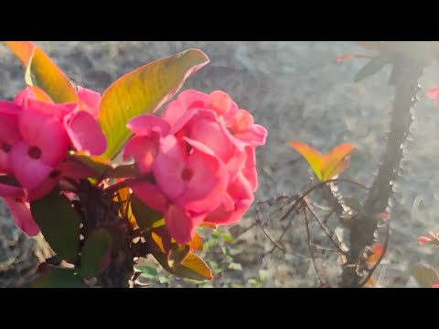 Aqui es donde comienza nuestro proximo capitulo/Mexico🇲🇽