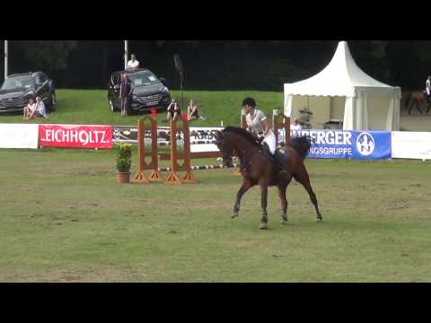 Aretino, 8yo holsteiner gelding, Artani x Caretino (sold)