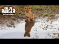 Playful Lion Cub Annoys The Adults Maasai Mara Safari Zebra Plains