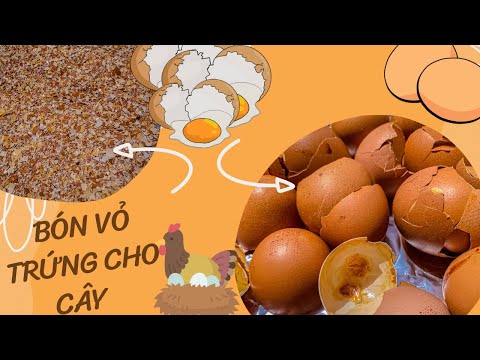 Biến Vỏ Trứng Thành Phân Bón Cho Cây | Mẹo làm vườn