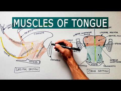 Muscles of the Tongue | Anatomy tutorial