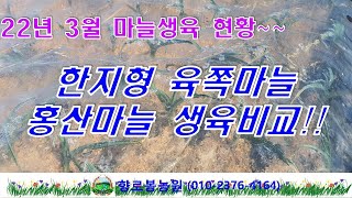한지형육쪽마늘과 홍산마늘 생육비교