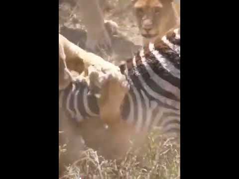 , title : 'Amazing zebra #shorts'