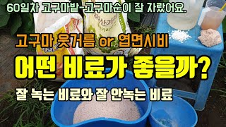 고구마농사 고구마2차 웃거름 고구마 다수확하려면 어떤 비료가 좋을까? 잘녹는비료와 잘안녹는비료 고구마 엽면시…